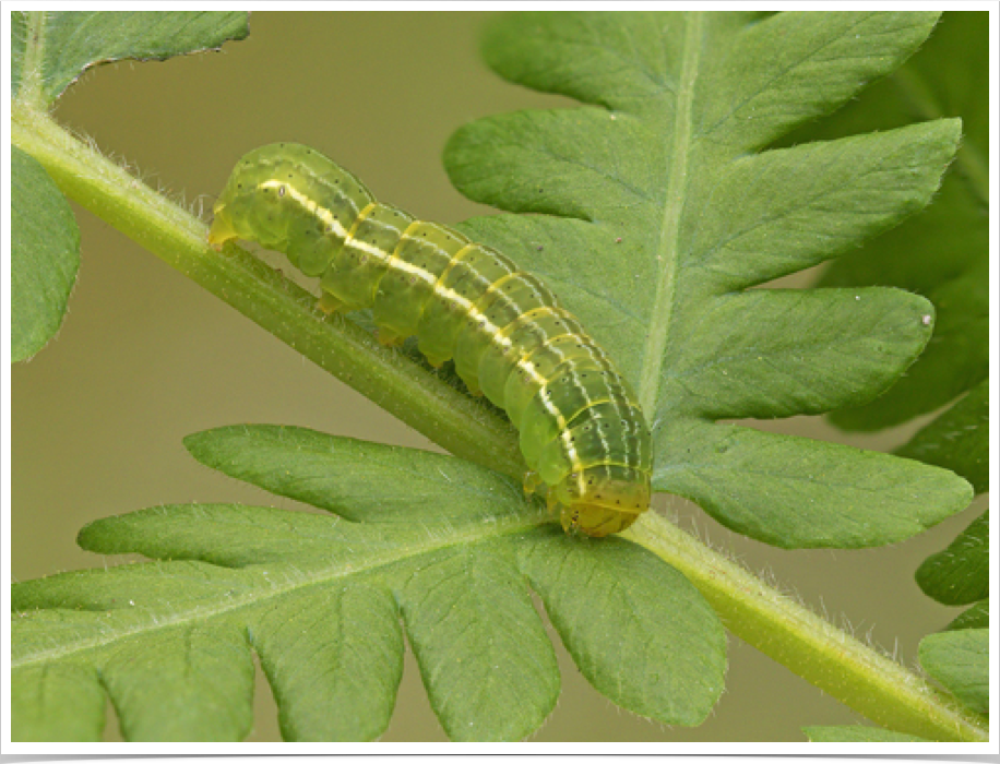 Callopistria floridensis (middle instar)
Florida Fern Moth
Bibb County, Alabama Callopistria floridensis (middle instar)
Florida Fern Moth
Bibb County, Alabama